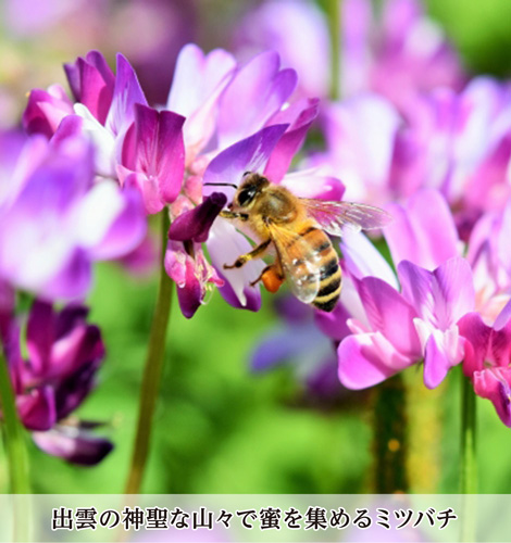 出雲の神聖な山々で蜜を集めるミツバチ